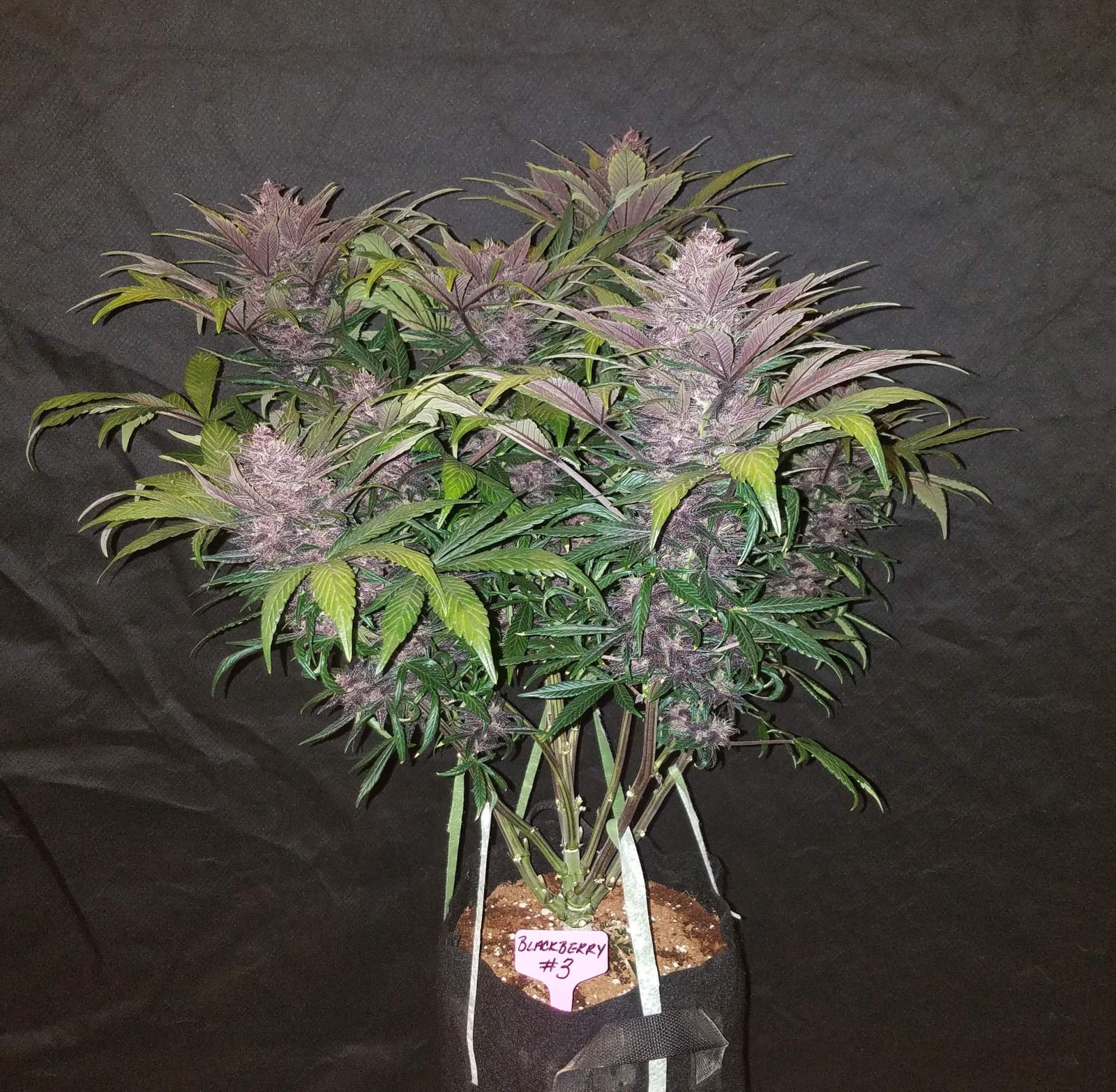 Blackberry Auto von Fast Buds