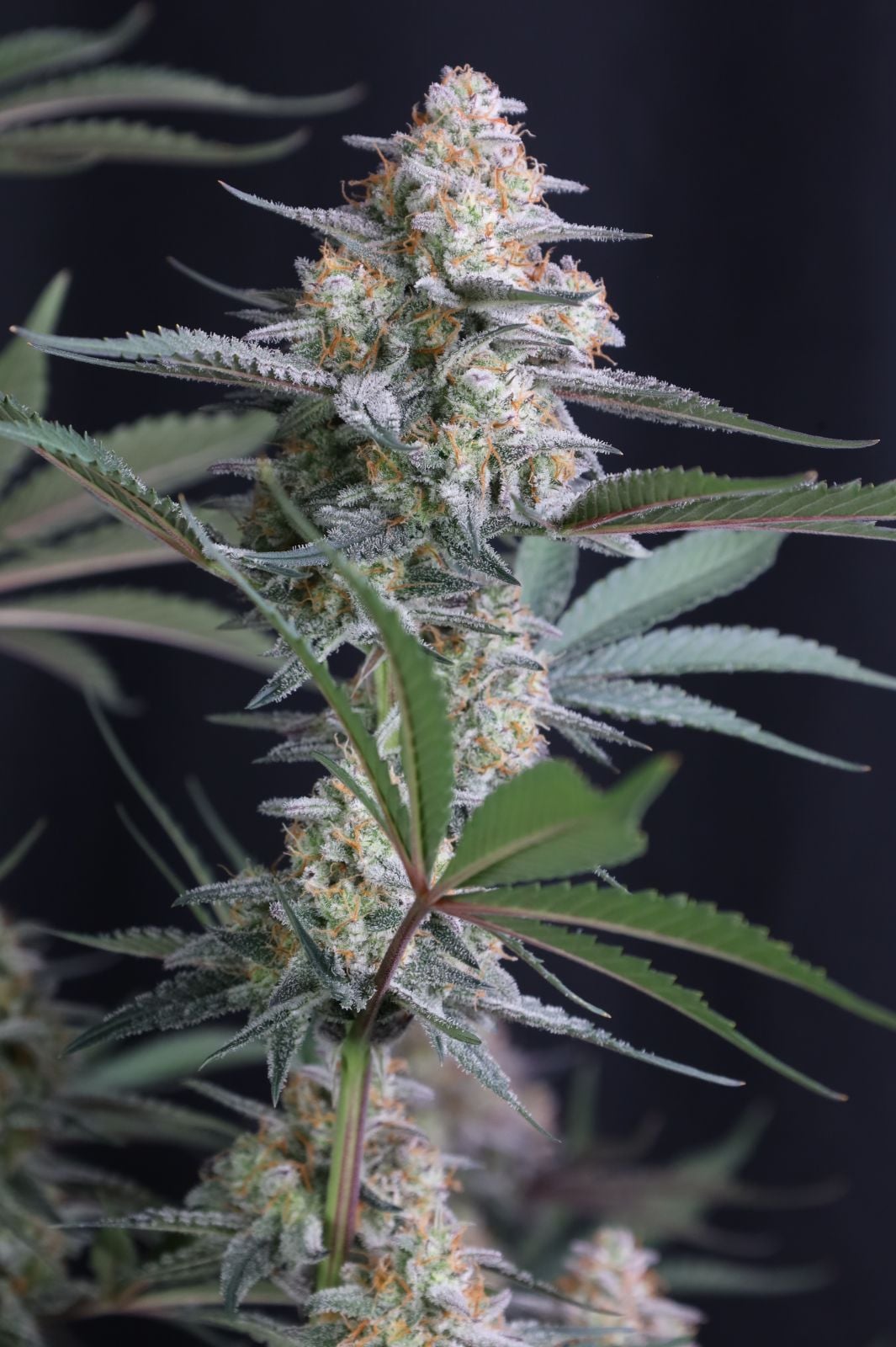 Lemon Tree Auto von Fast Buds
