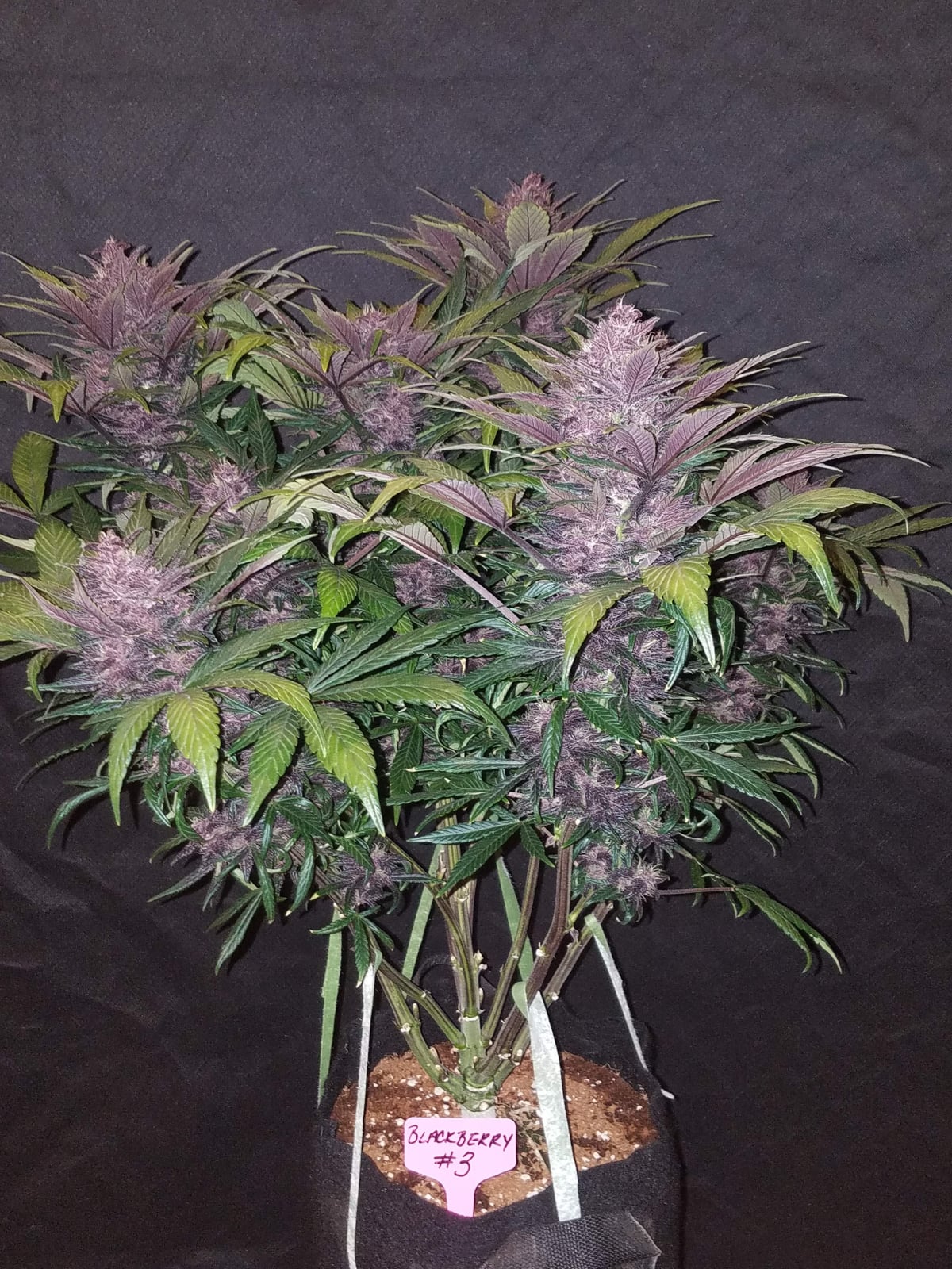 Blackberry Auto von Fast Buds