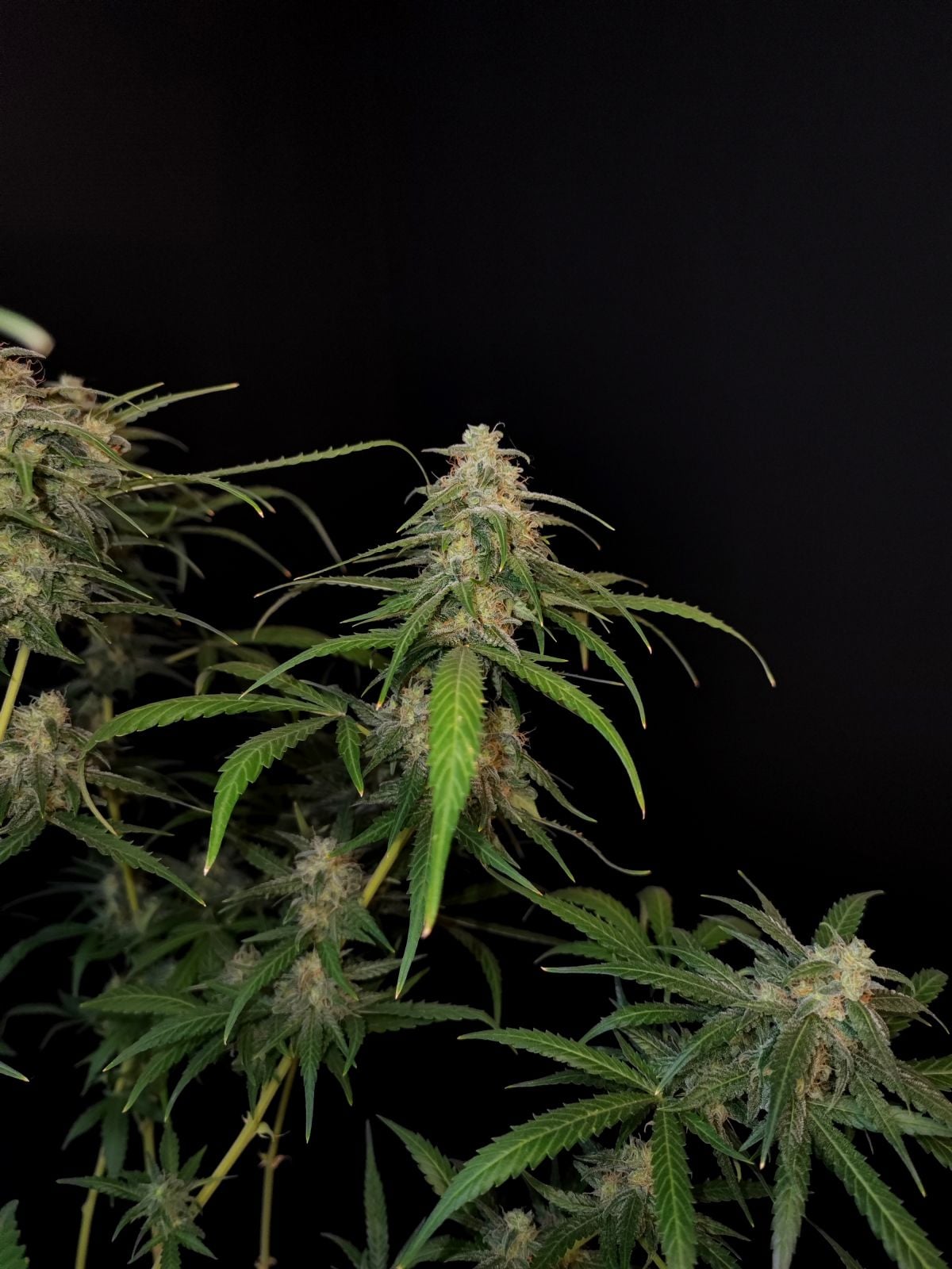 Sour Diesel Auto von Fast Buds