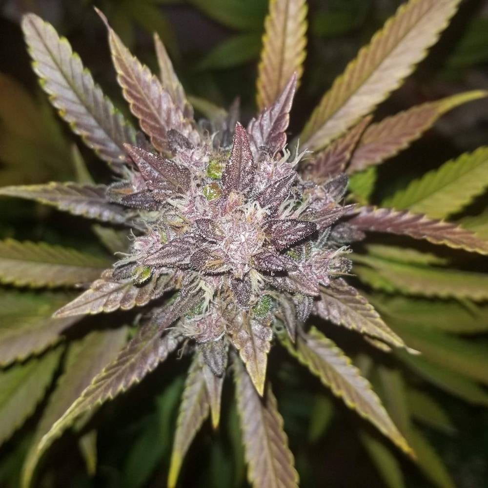 C4 Auto von Fast Buds