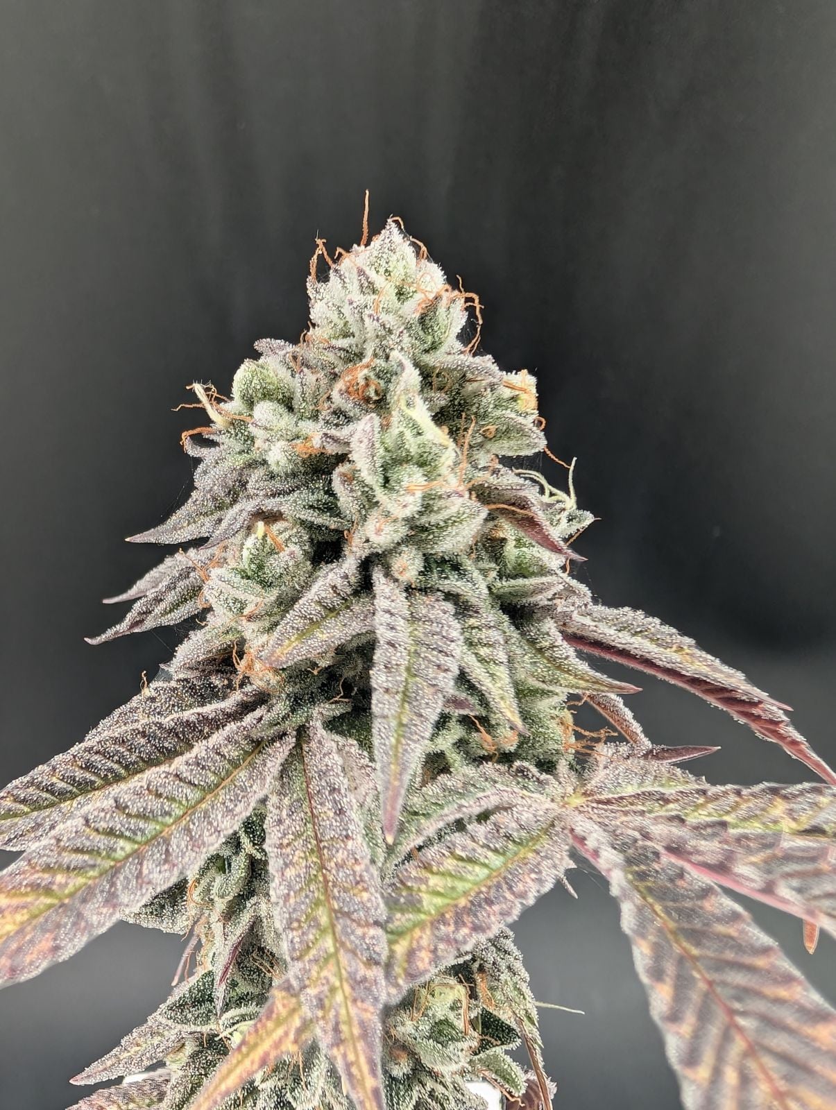 Garlic Mint Sherbet von Fast Buds