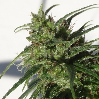 Ethiopia Regular - aceseeds von ACE Seeds