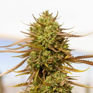 Expert Haze von Expert Seeds