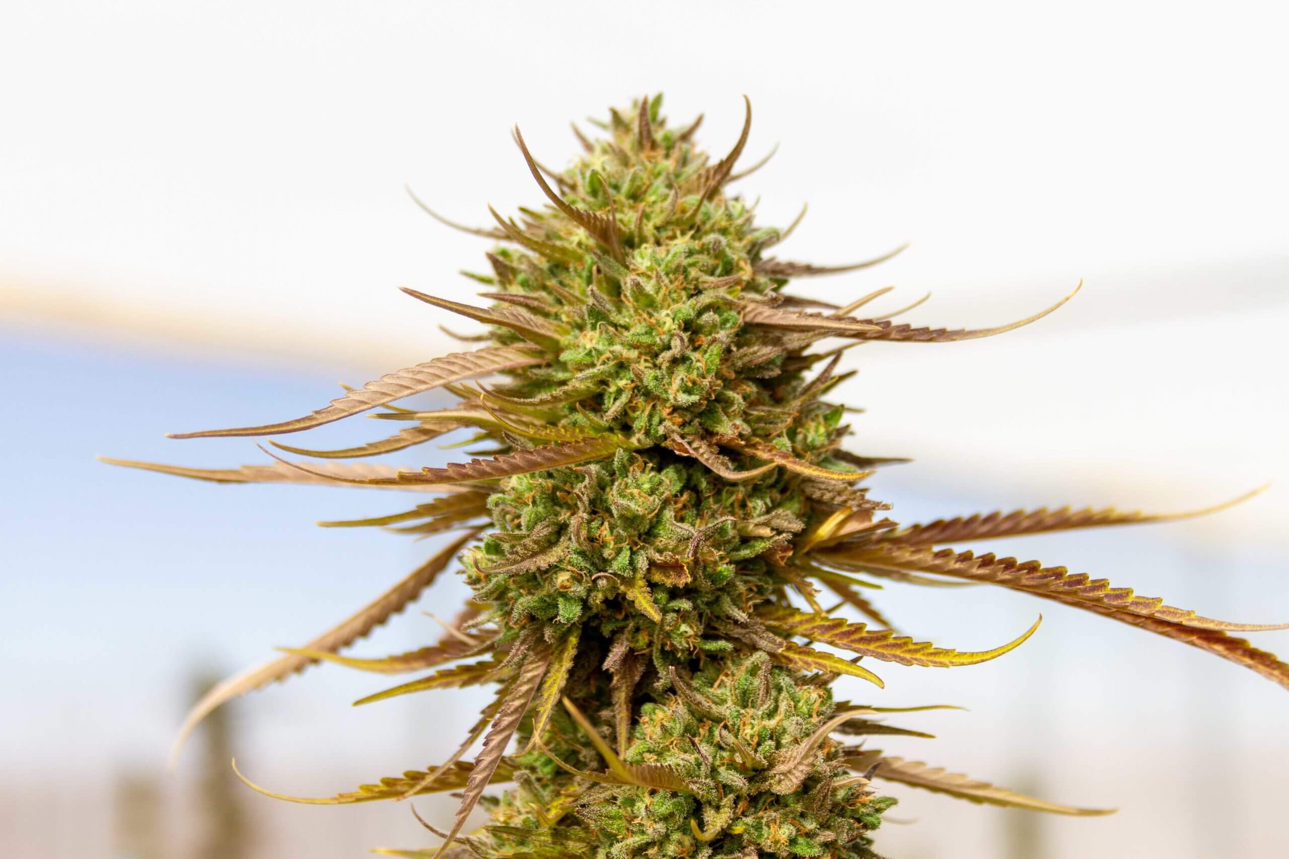Expert Haze von Expert Seeds