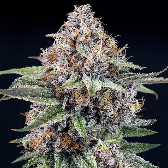EyeBallz von Ripper Seeds