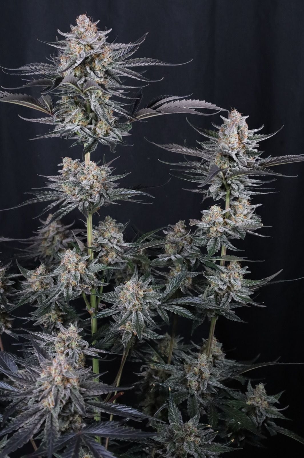Mendo Guava Auto von Fast Buds