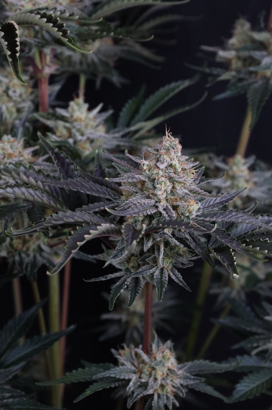 Mendo Frost Auto von Fast Buds
