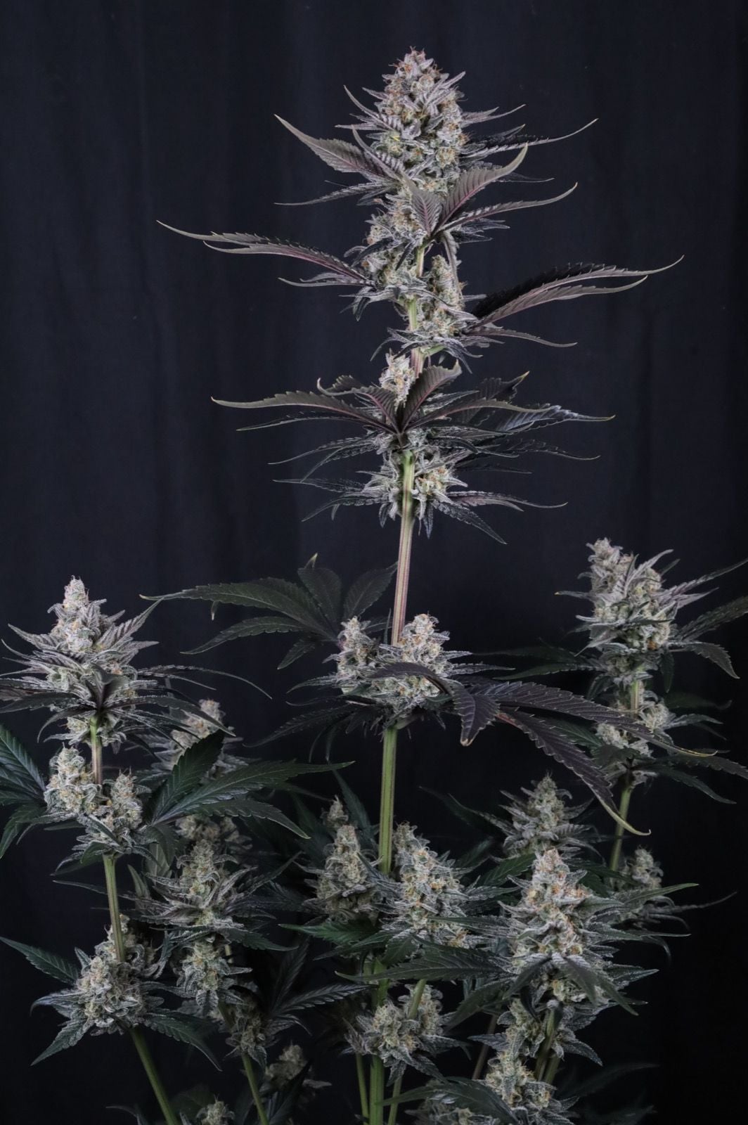 Mendo Guava Auto von Fast Buds