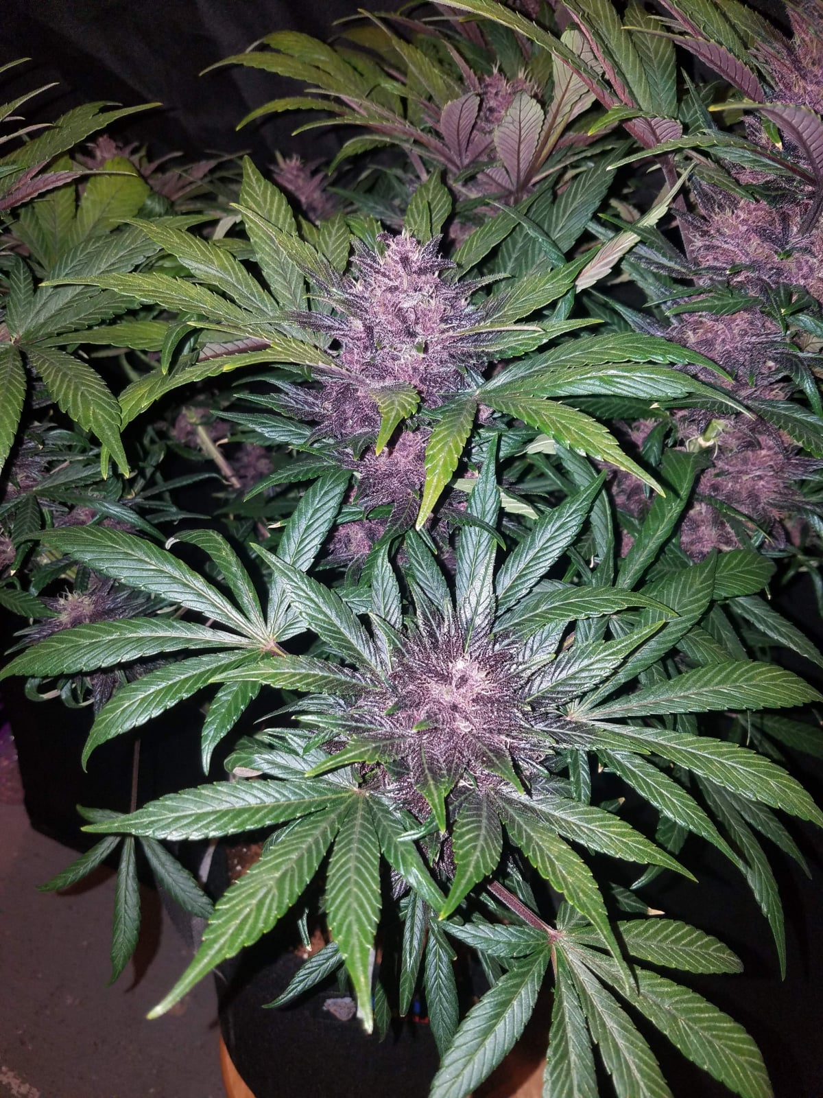 Blackberry Auto von Fast Buds