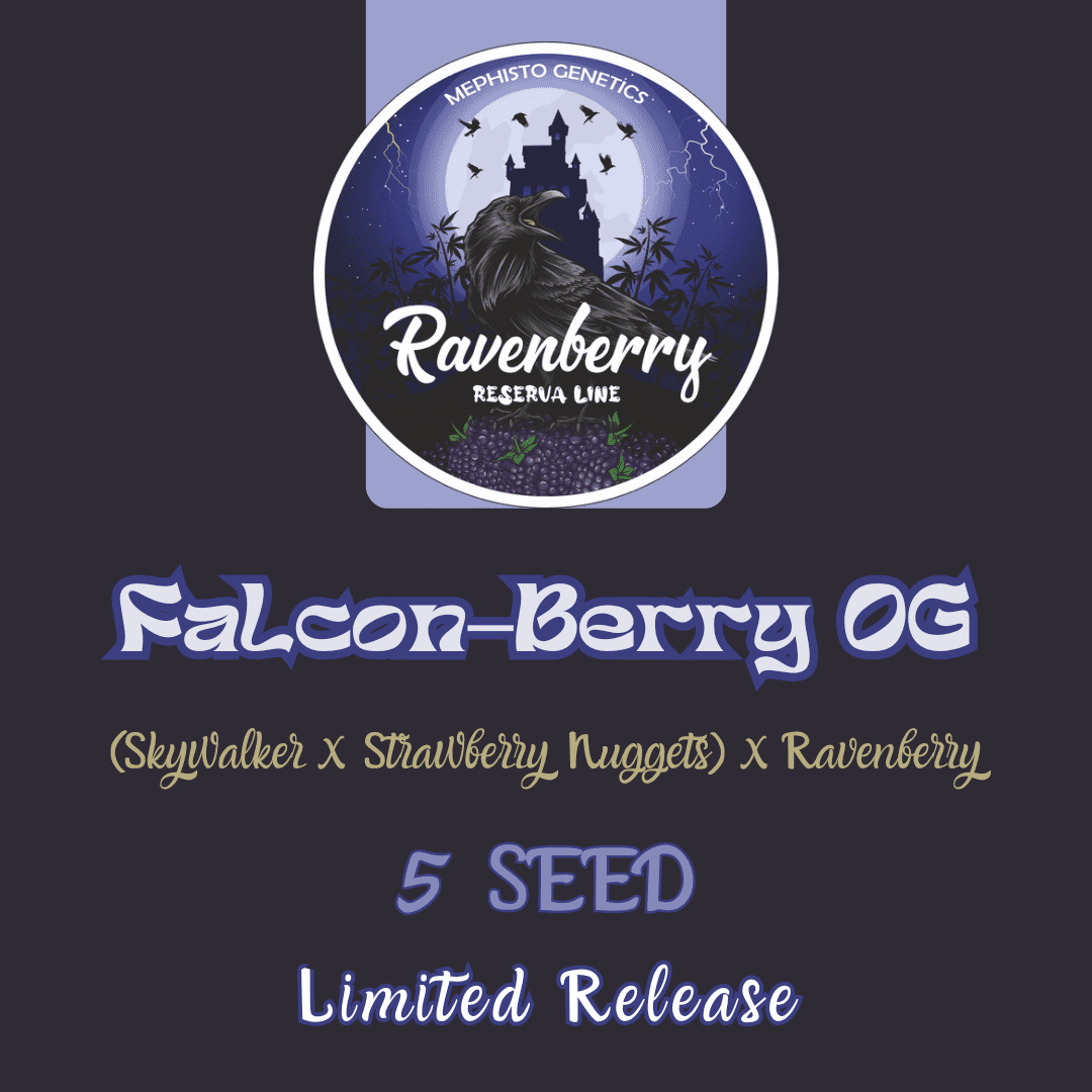 falcon-berry og 5er – mephisto genetics (autoflower samen)