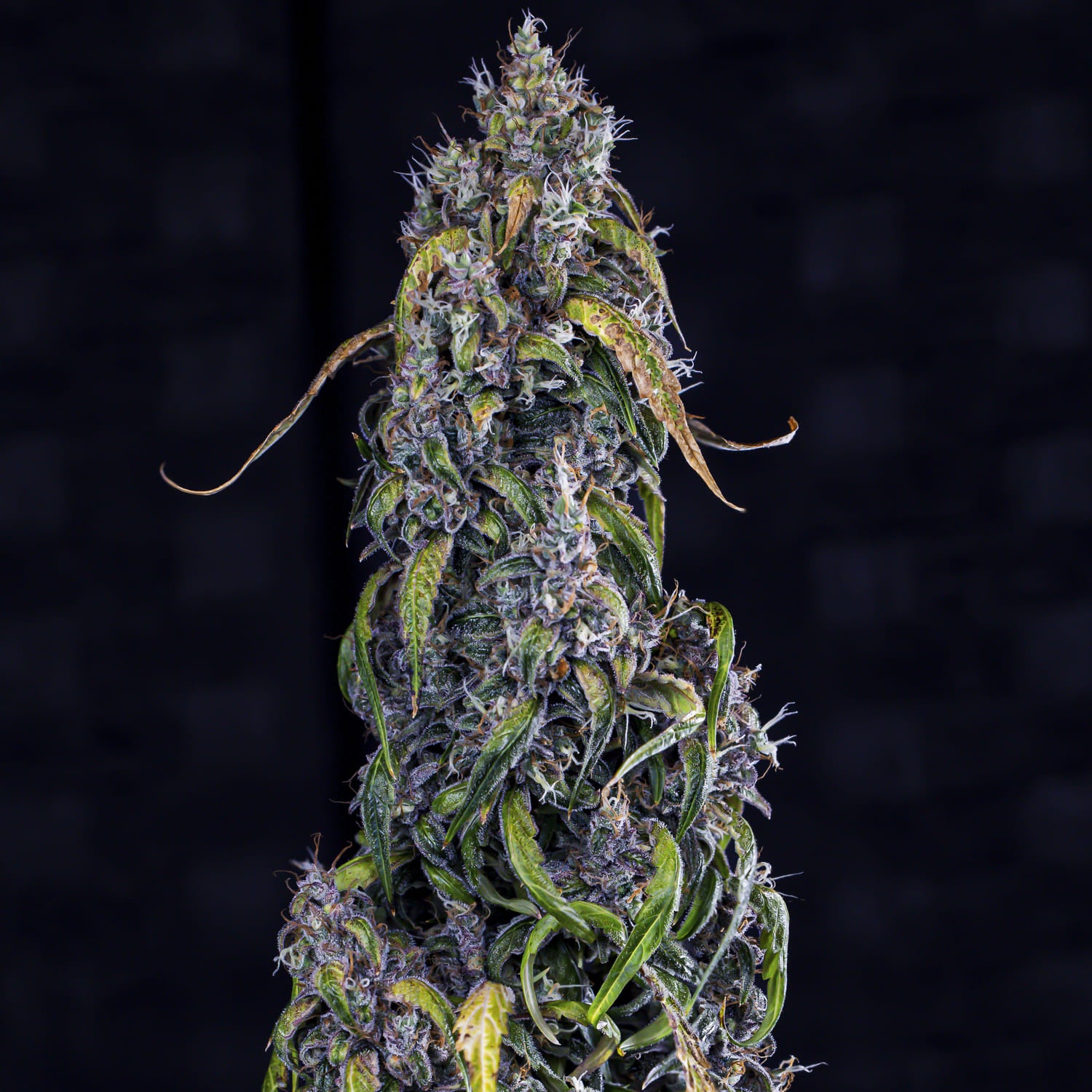 fantasmo express 3+2er – mephisto genetics (autoflower samen)