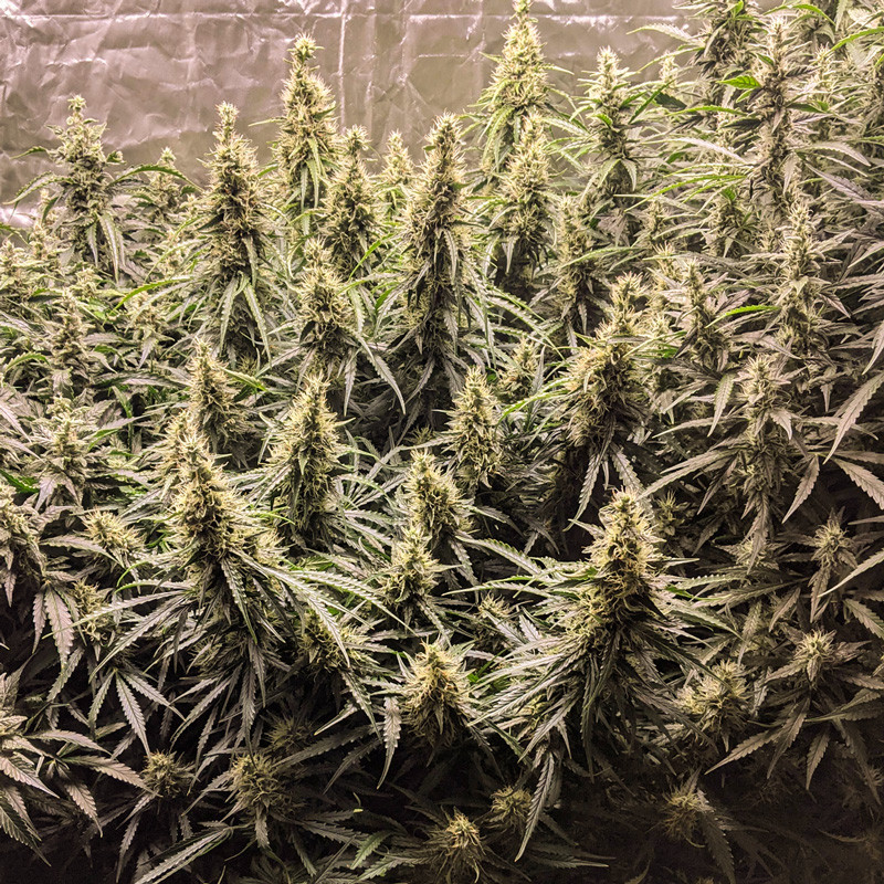 Fat Pete's Cookies Auto von Dutch Passion