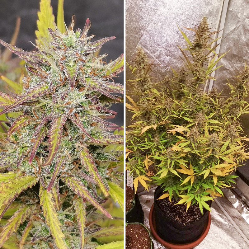 Fat Pete's Cookies Auto von Dutch Passion