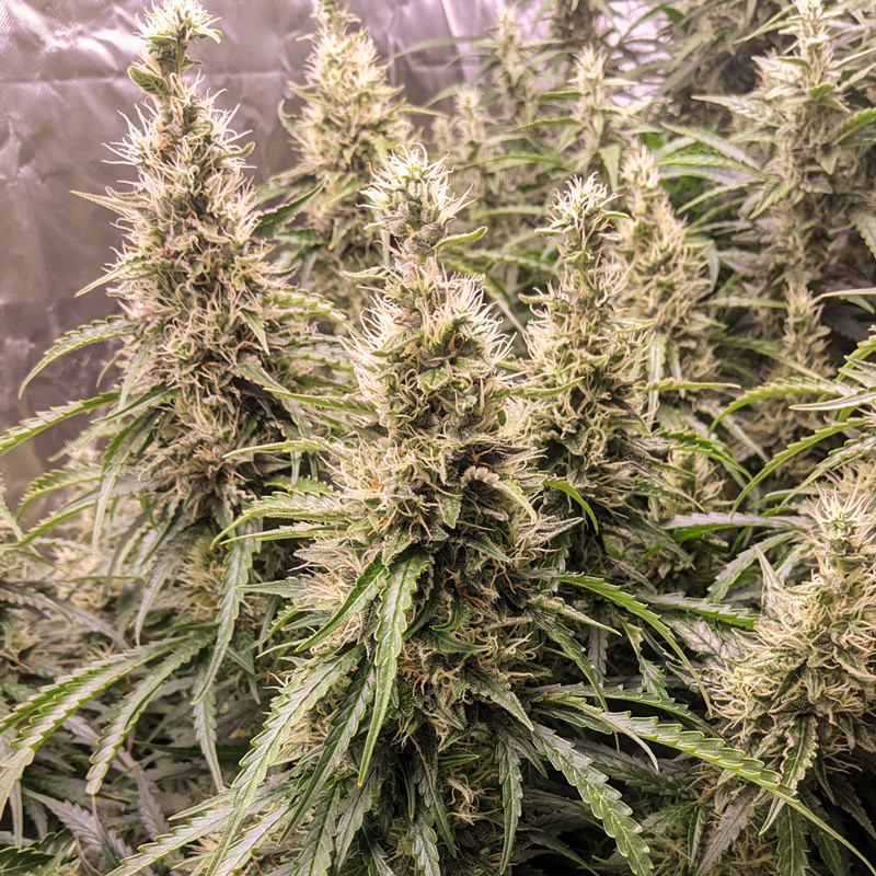 Fat Pete's Cookies Auto von Dutch Passion