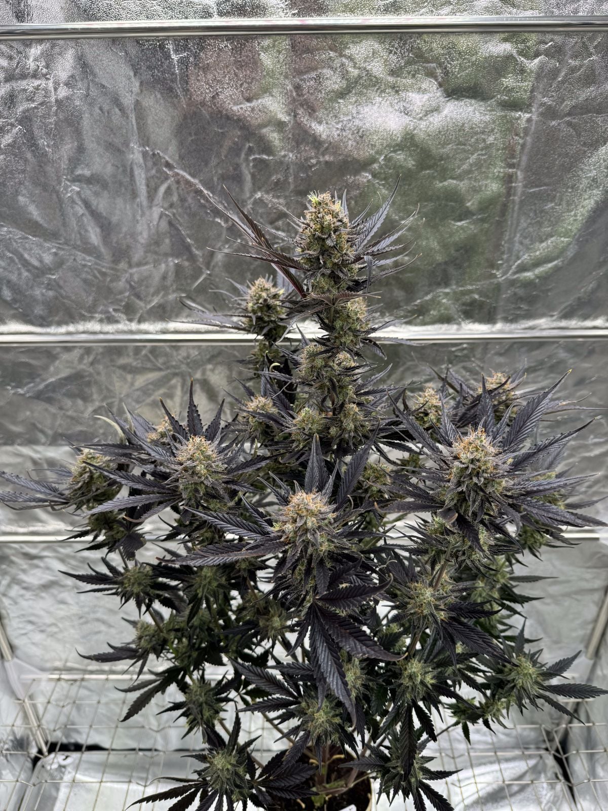 Guava Auto RF3 von Fast Buds
