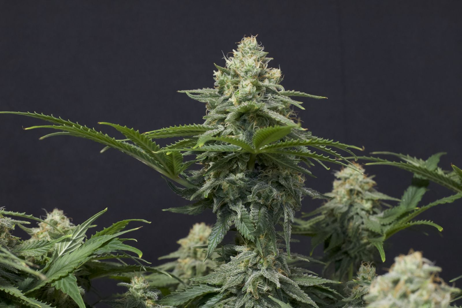 Wedding Cheesecake FF von Fast Buds