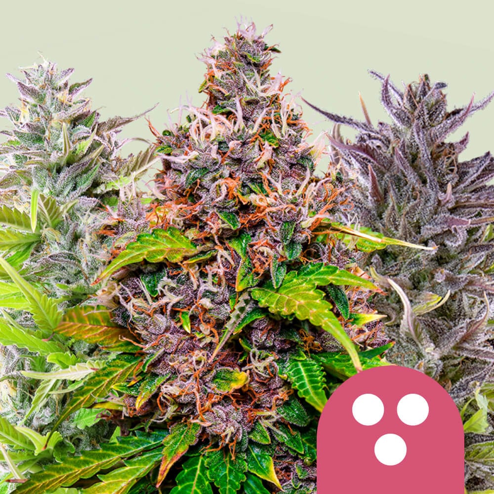 Feminisiert Mix von Royal Queen Seeds