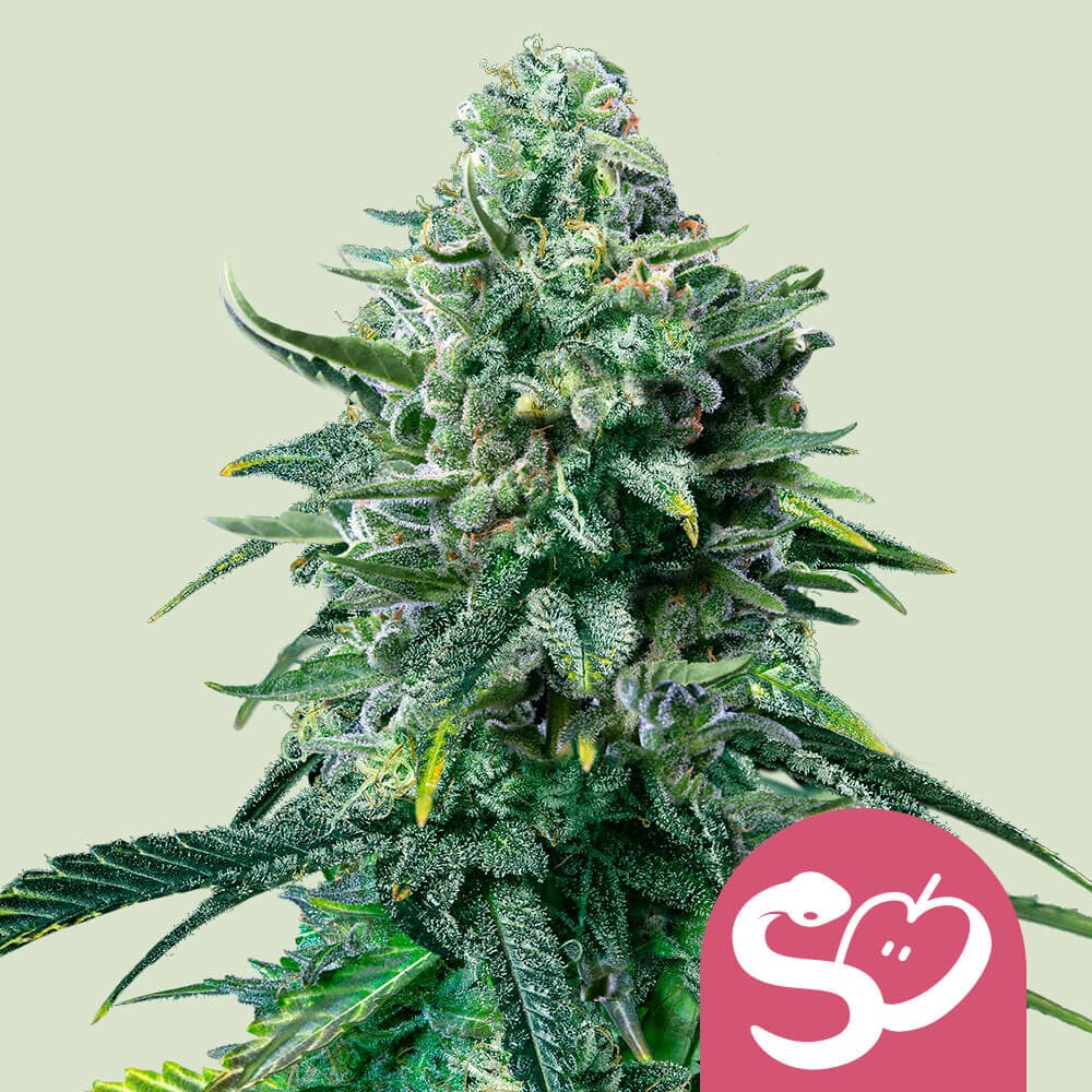 Forbidden Fruit von Royal Queen Seeds