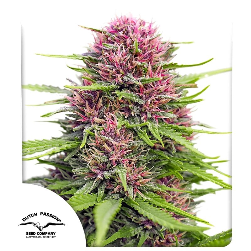 Frisian Dew 10 St. Dutch Passion