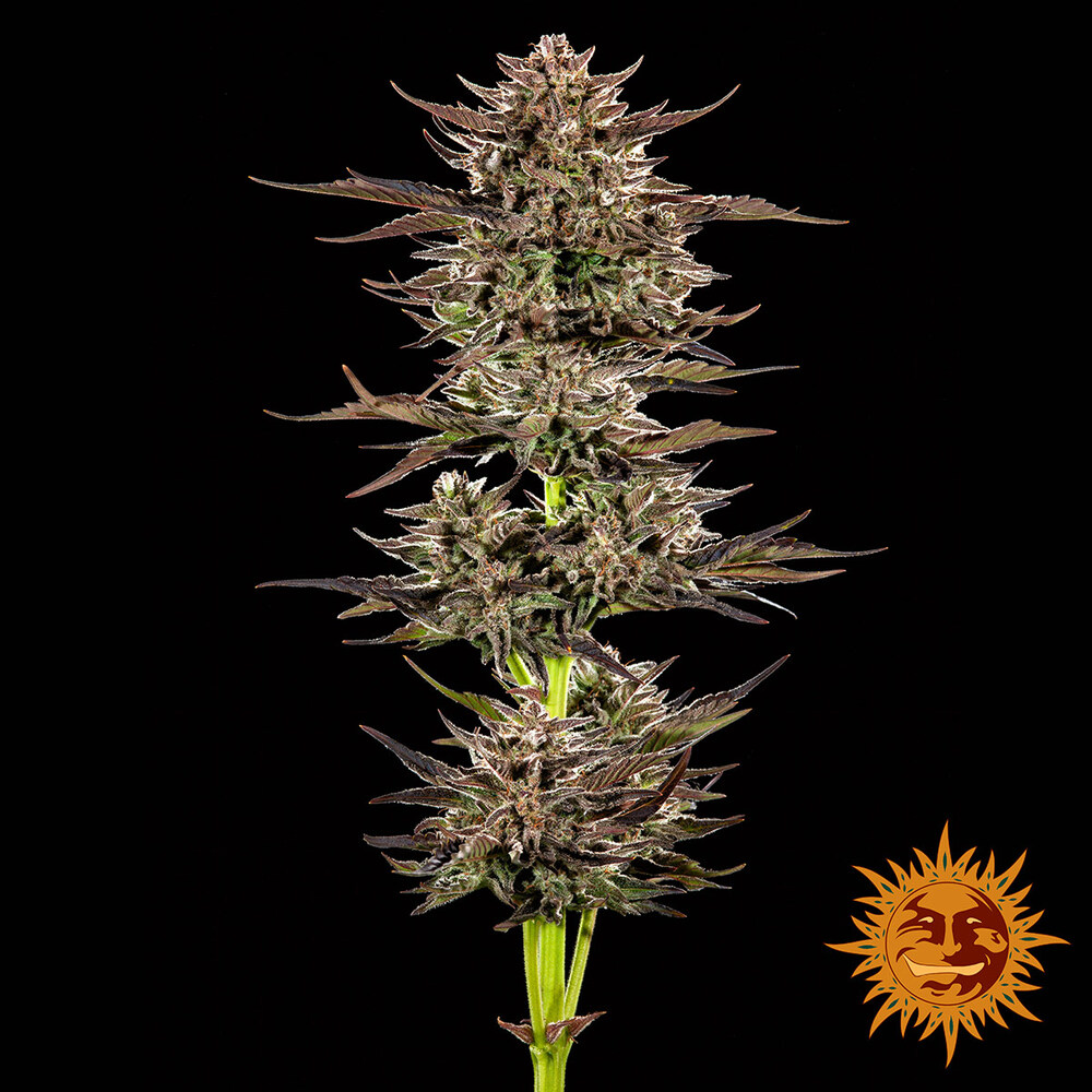 Frosted Zinn x 3 Bears OG Auto Barney's Farm