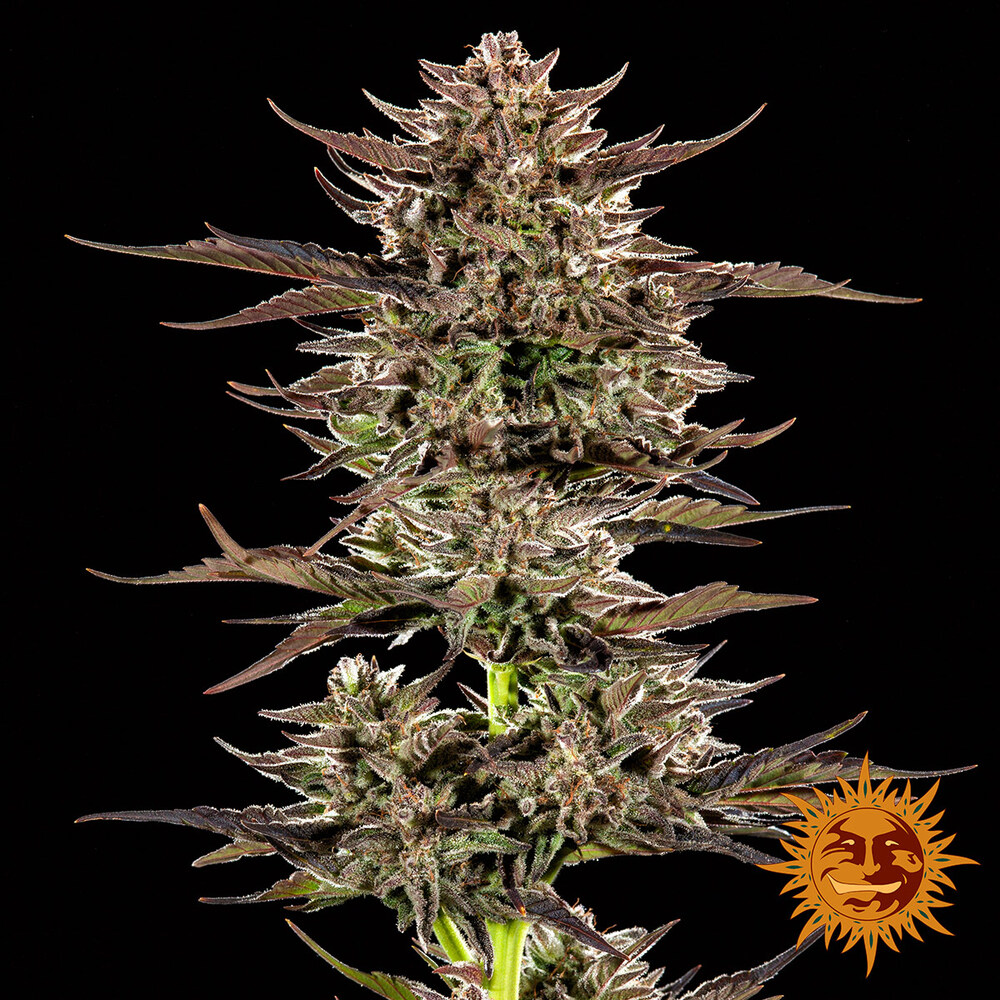 Frosted Zinn x 3 Bears OG Auto Barney's Farm