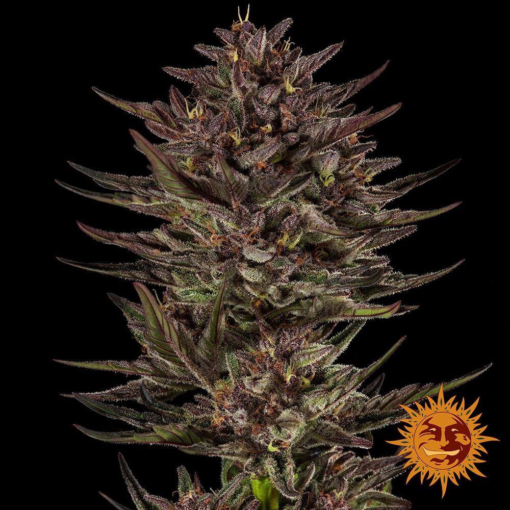 Frosted Zinn x Cookie Dog Auto Barney's Farm