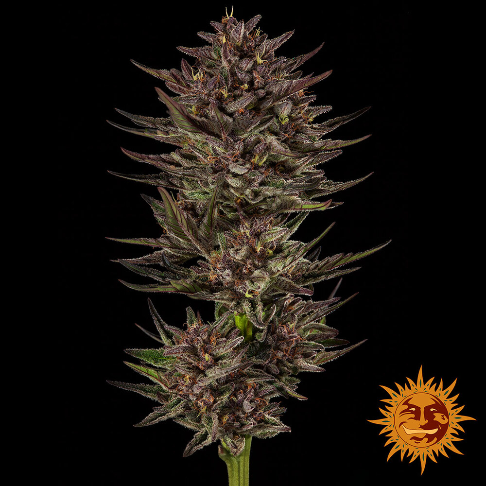 Frosted Zinn x Cookie Dog Auto Barney's Farm