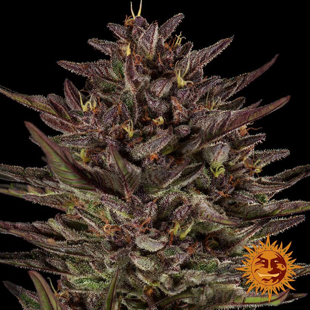 Frosted Zinn x Cookie Dog Auto Barney's Farm