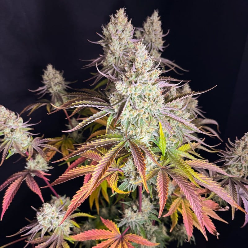 Fruit Bomb Punch von Dutch Passion