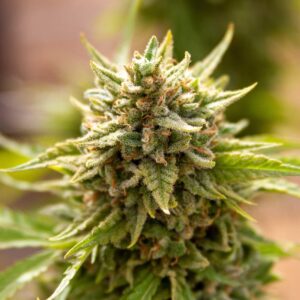 Fruit Salad von Expert Seeds