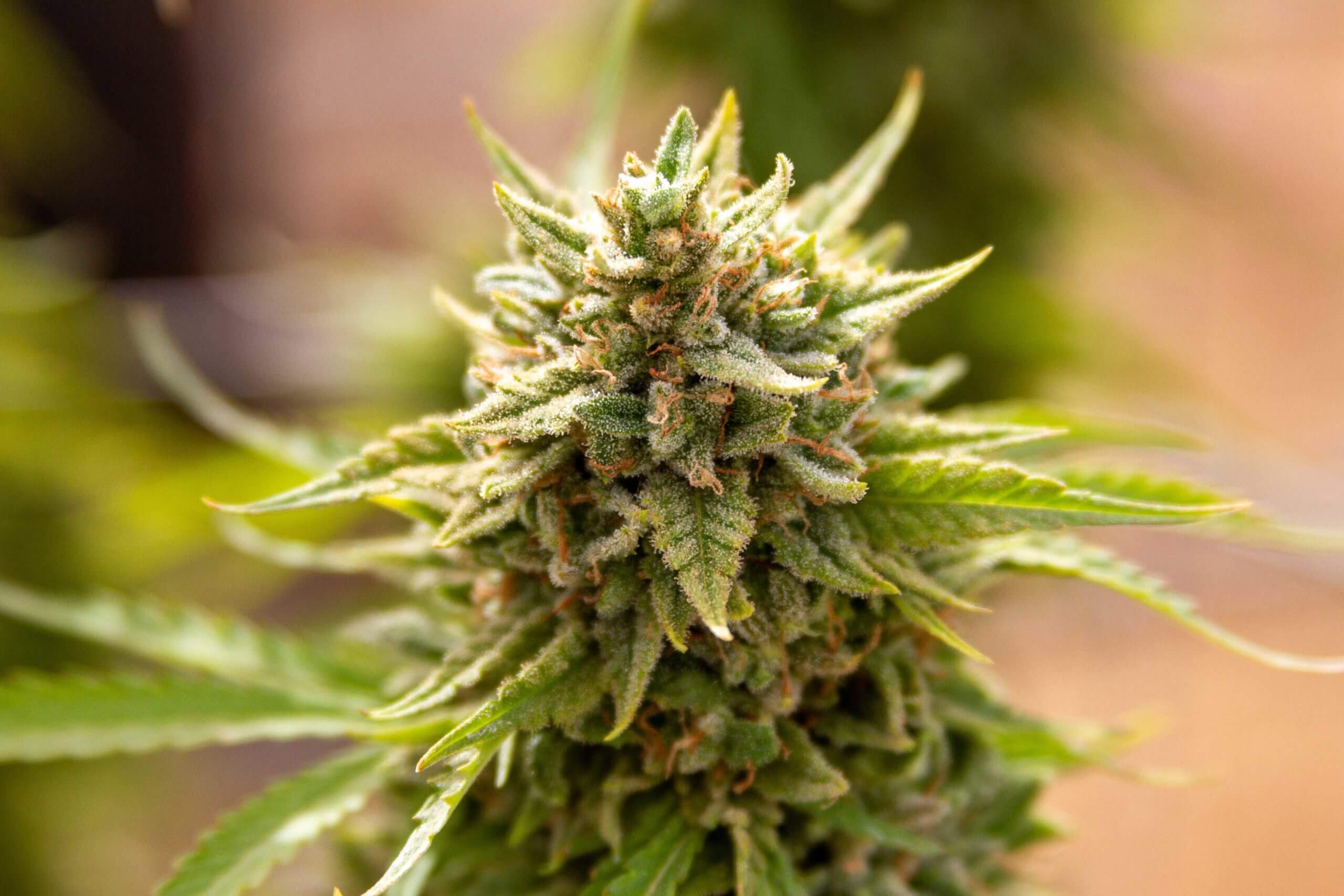 Fruit Salad von Expert Seeds