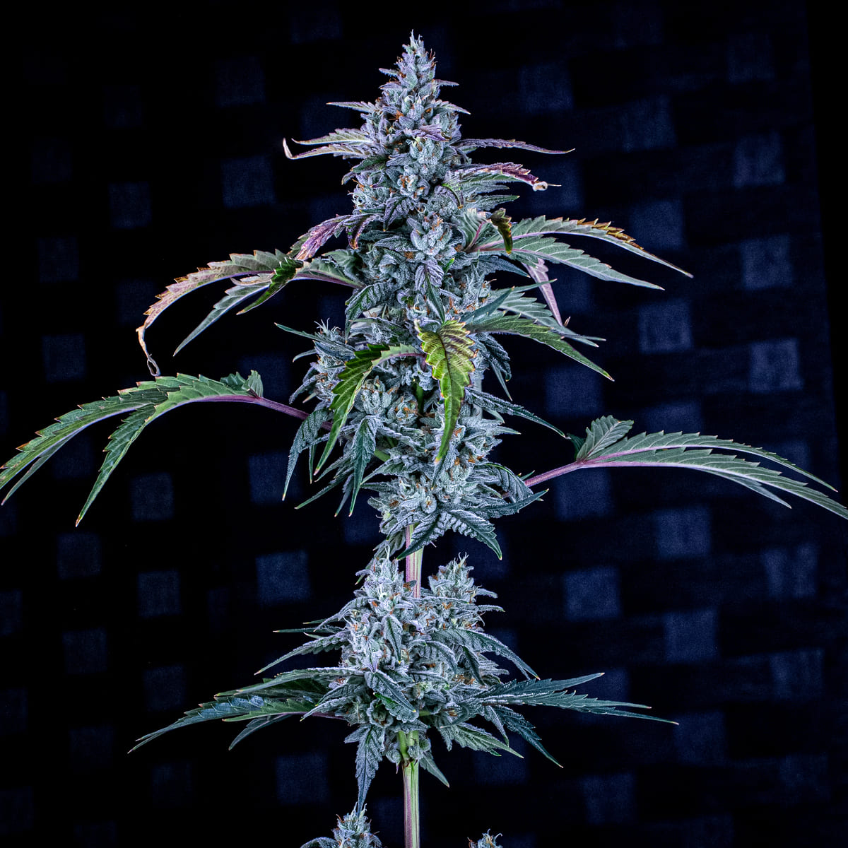 fugue state 3+2er – mephisto genetics (autoflower samen)