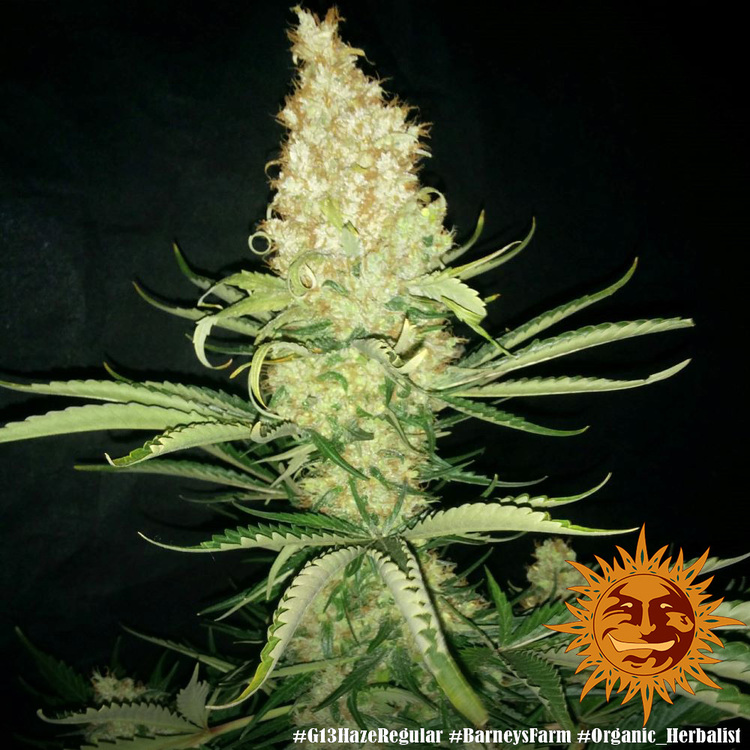 G13 Haze Barney's Farm