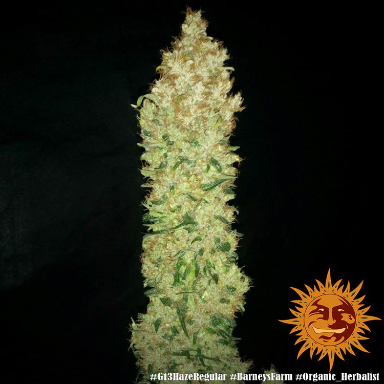 G13 Haze Barney's Farm
