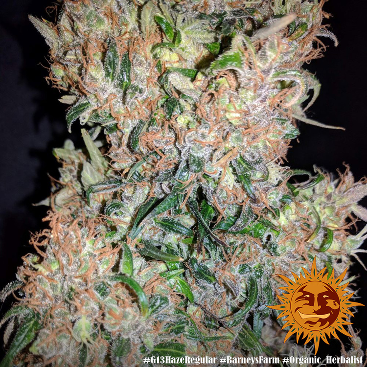 G13 Haze Barney's Farm