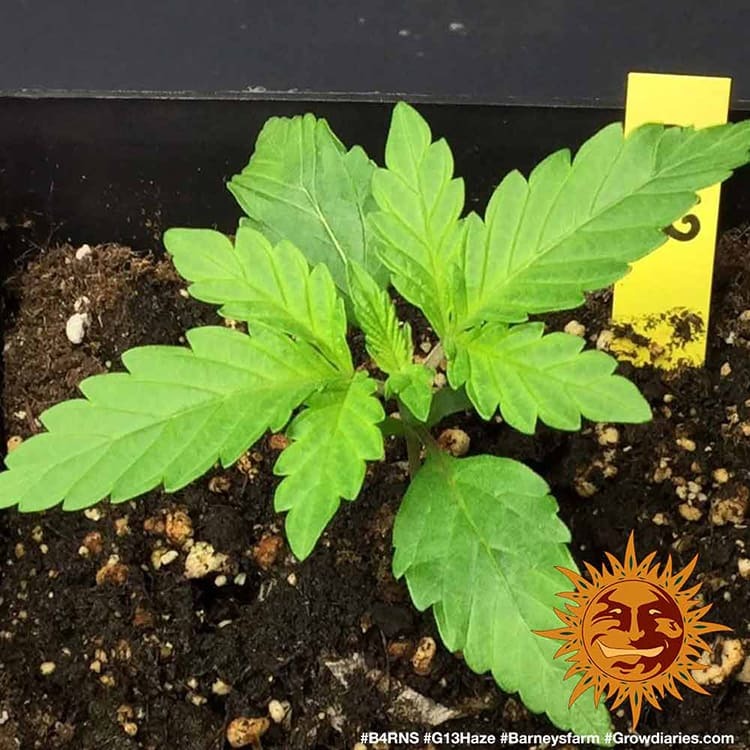 G13 Haze Barney's Farm
