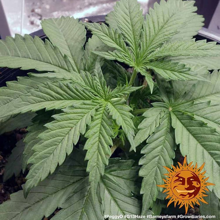 G13 Haze Barney's Farm