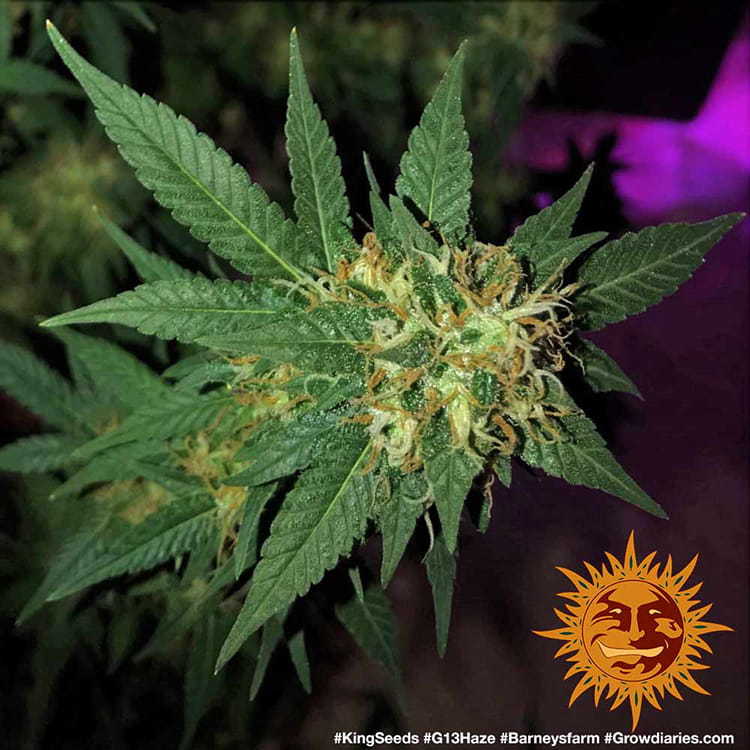 G13 Haze Barney's Farm