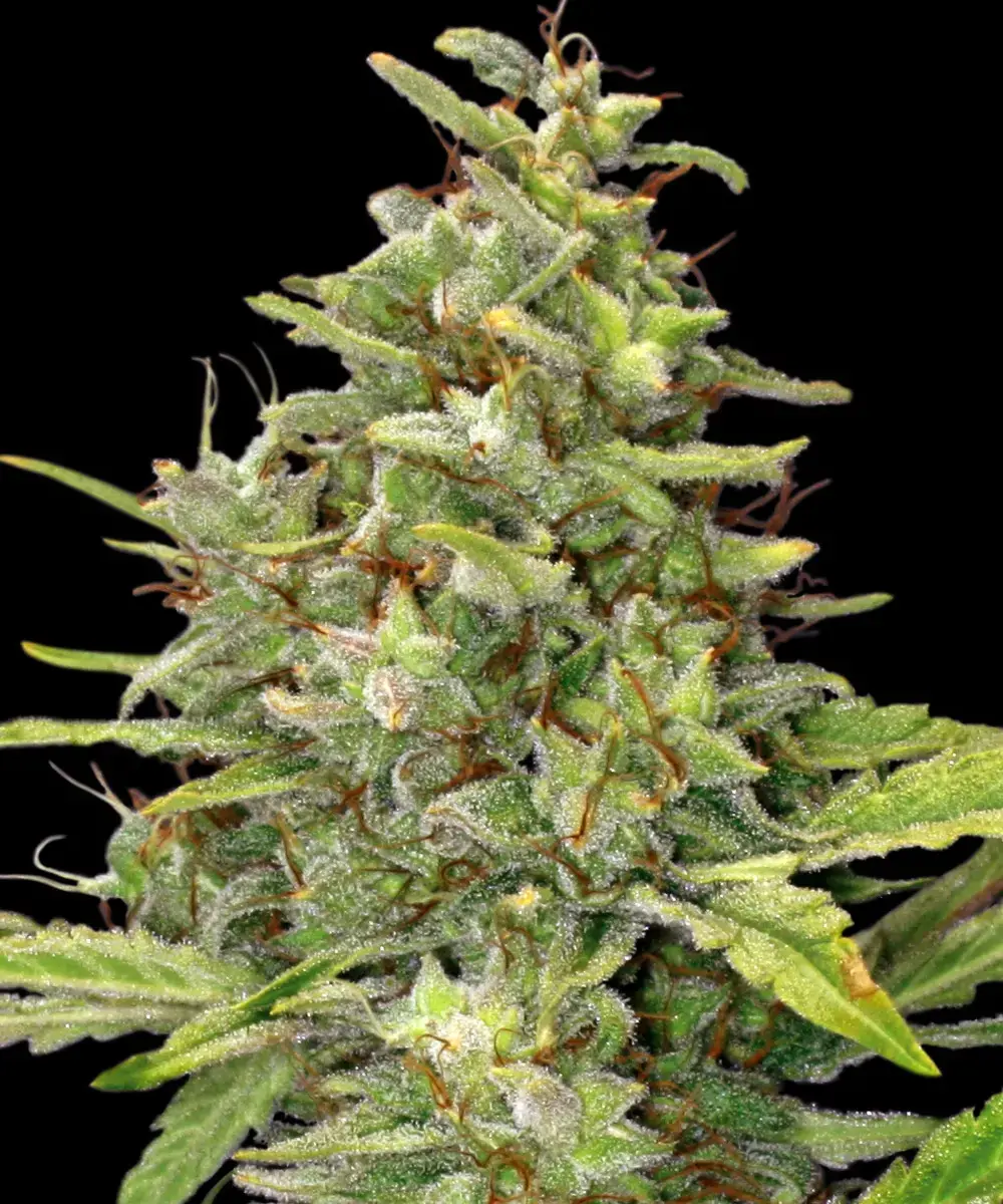 G13 Haze Barney's Farm