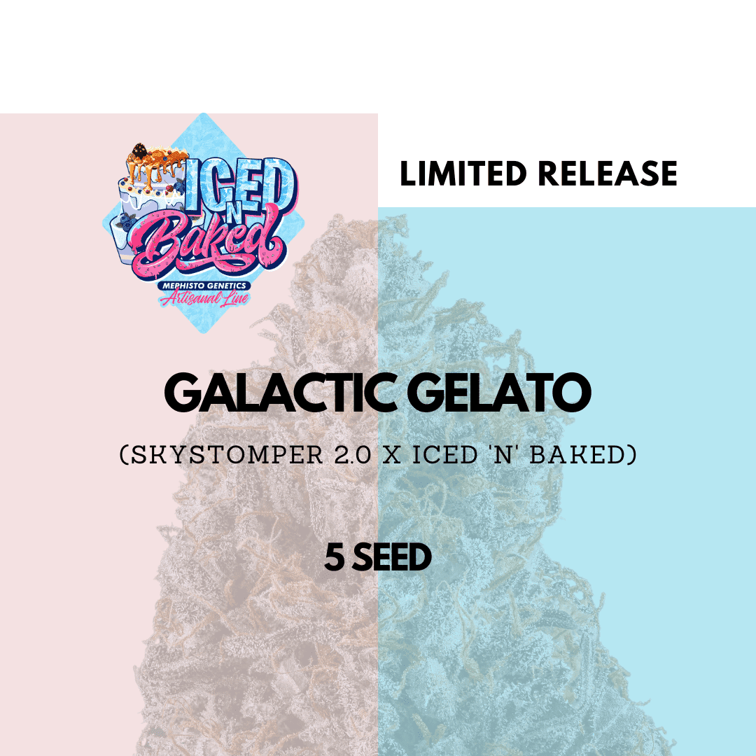 galactic gelato 5er – mephisto genetics (autoflower samen)