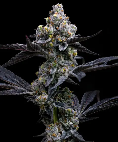 Garlic Cookies von Barney’s Farm