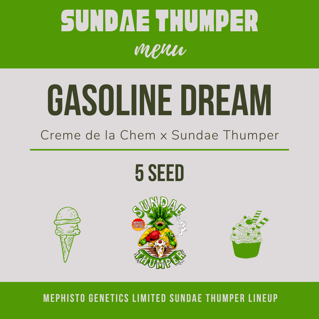 gasoline dream 5er – mephisto genetics (autoflower samen)
