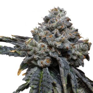 Gorilla Cheese von Expert Seeds