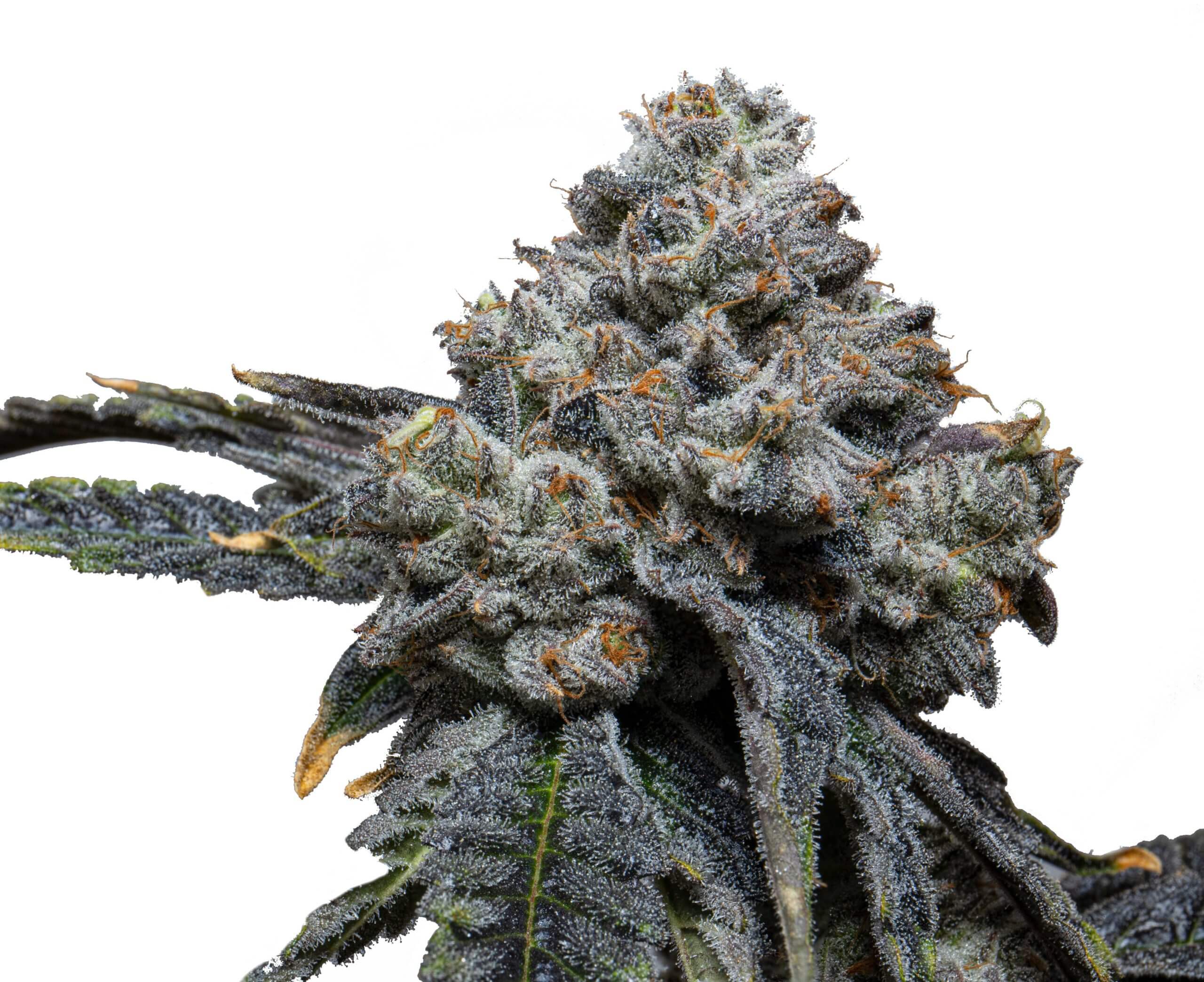 Gorilla Cheese von Expert Seeds
