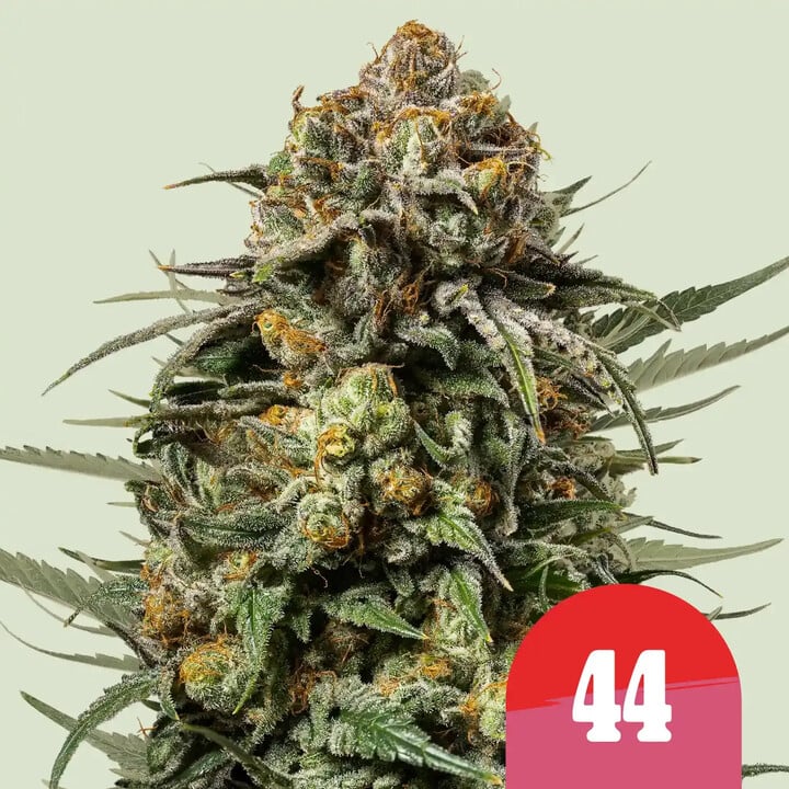Gelato 44 von Royal Queen Seeds