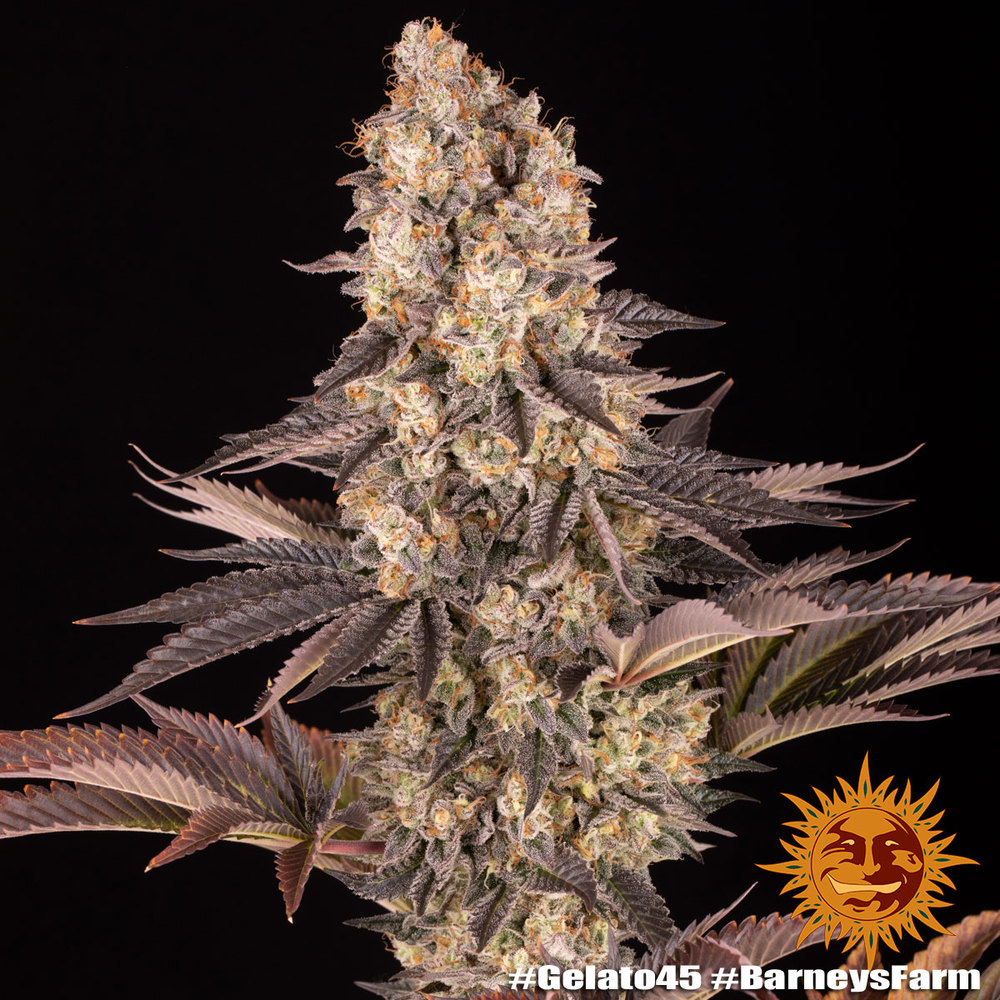 Gelato #45 Barney's Farm