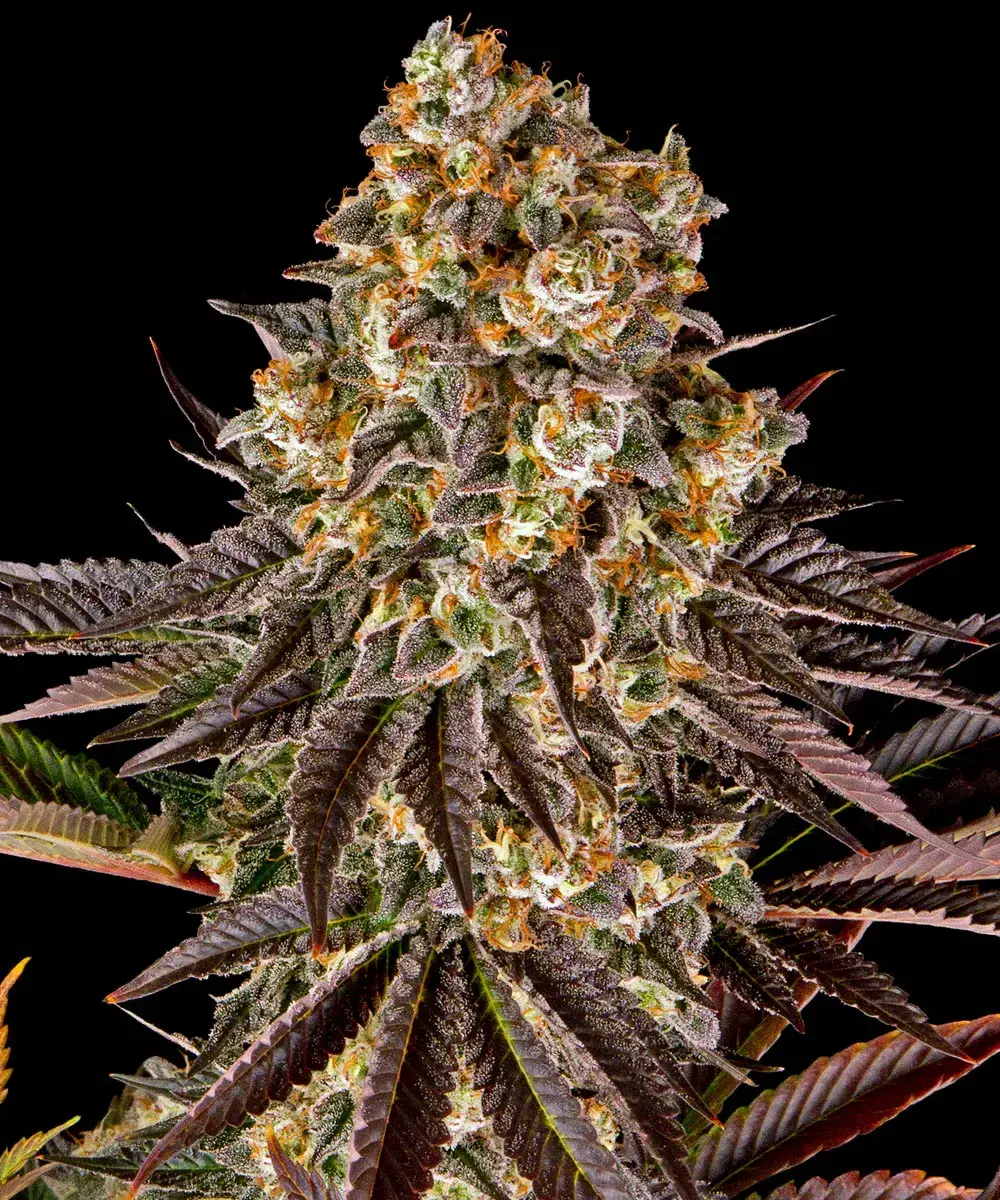 Gelato #45 Barney's Farm