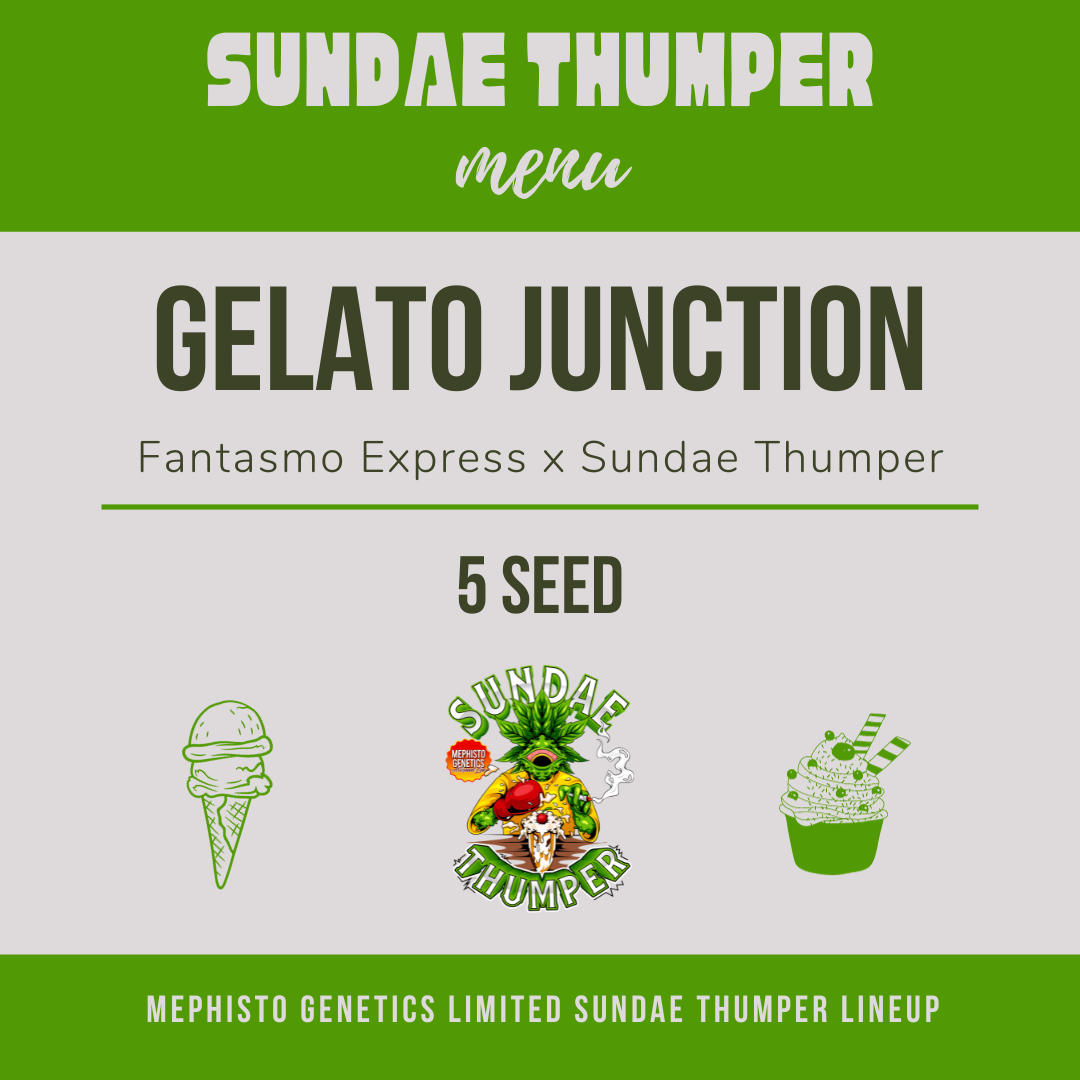gelato junction 5er – mephisto genetics (autoflower samen)