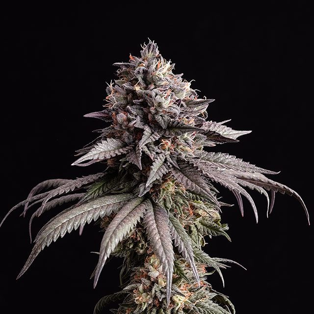 Gelato K von Kannabia Seed Company